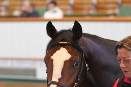 Lot  1178 T Bk2 1010 Tattersalls