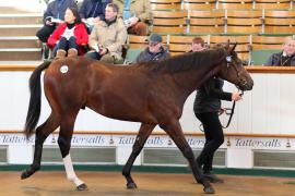 Lot  1178 T Bk2 1020 Tattersalls