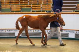 Lot  1178 TDF 847Tattersalls