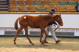 Lot  1178 TDF 886Tattersalls