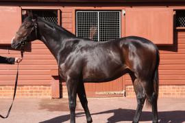 Lot  118 T B10566 Tattersalls