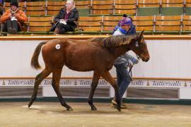 Lot  1193 TDF 918Tattersalls