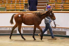 Lot  1193 TDF 925Tattersalls