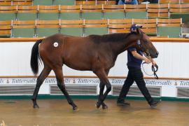 Lot  119 TSS770Tattersalls