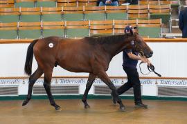 Lot  119 TSS771Tattersalls