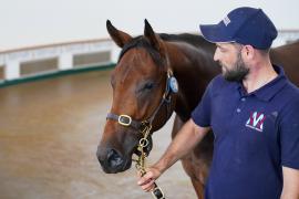 Lot  119 TSS806Tattersalls