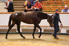 Lot  1202 TBK21390Tattersalls