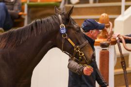 Lot  1202 TBK21457Tattersalls