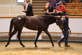 Lot  1202 TBK21681Tattersalls