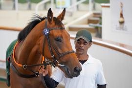 Lot  122 SHIT743Tattersalls