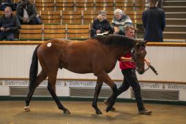 Lot  123 TBK1 3442Tattersalls