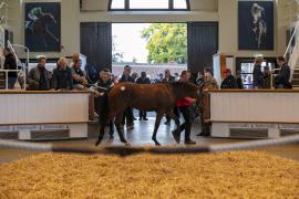 Lot  123 TBK1 3481Tattersalls