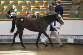 Lot  1241 TBK3 0085Tattersalls