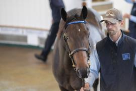 Lot  1241 TBK3 0097Tattersalls