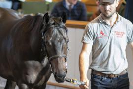 Lot  1241 TBK3 0135Tattersalls