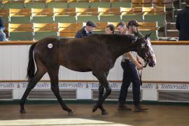 Lot  1241 TBK3 0164Tattersalls