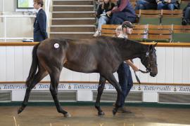 Lot  1241 TBK3 0187Tattersalls