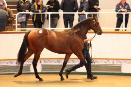 Lot  1250 T Bk2 1603 Tattersalls