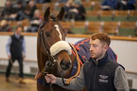 Lot  1254 THIT 3098Tattersalls