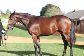 Lot  125 T B10736 Tattersalls