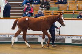 Lot  125 TDY 1169Tattersalls