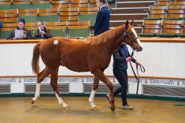 Lot  125 TDY 1171Tattersalls