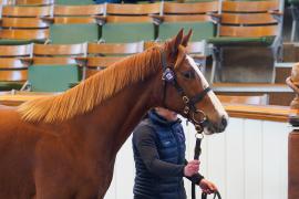 Lot  125 TDY 1178Tattersalls