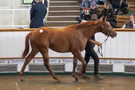 Lot  1266 TBK3 0344Tattersalls