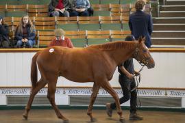 Lot  1266 TBK3 0364Tattersalls