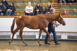 Lot  1271 TBK3 0406Tattersalls