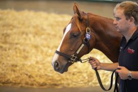 Lot  1271 TBK3 0454Tattersalls