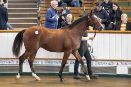 Lot  1273 TBK3 0498Tattersalls