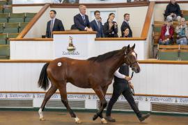 Lot  1273 TBK3 0614Tattersalls