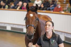 Lot  1280 TBK3 0655Tattersalls