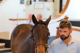 Lot  128 TSS4379Tattersalls