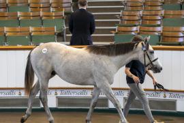 Lot  1295 TBK3 0802Tattersalls