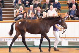 Lot  12 T B1 0295 Tattersalls