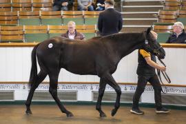 Lot  1300 TBK3 0909Tattersalls