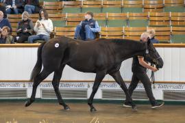 Lot  1300 TBK3 0918Tattersalls