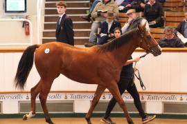 Lot  130 T B K1 4554 Tattersalls