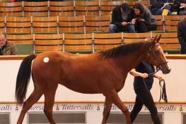 Lot  130 T B K1 4567 Tattersalls