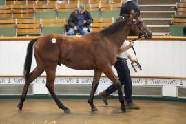 Lot  1315 TBK3 1091Tattersalls