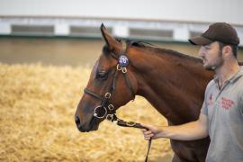 Lot  1315 TBK3 1104Tattersalls