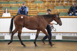 Lot  1315 TBK3 1125Tattersalls