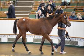 Lot  1317 TBK3 1230Tattersalls