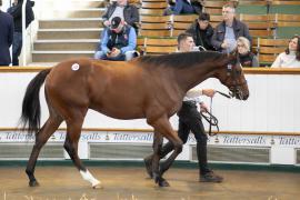 Lot  1322 TBK3 1359Tattersalls