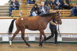 Lot  1325 TBK3 1401Tattersalls