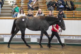 Lot  1328 TBK3 1425Tattersalls