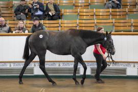 Lot  1328 TBK3 1430Tattersalls