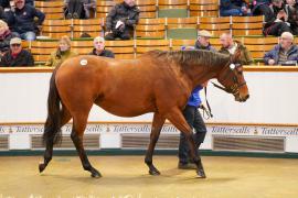 Lot  1328 TDM 426Tattersalls